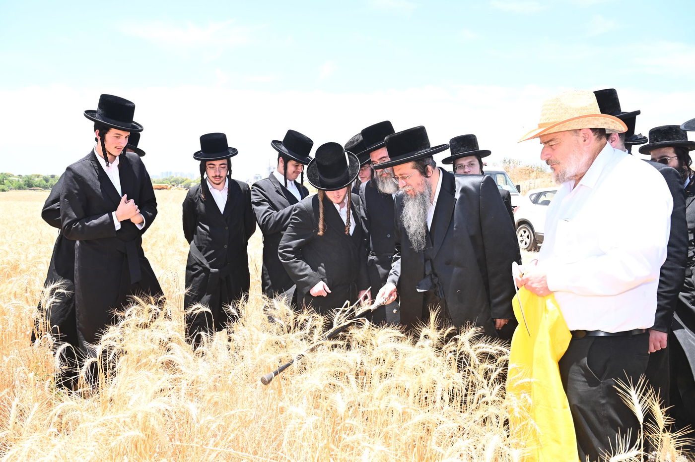 האדמו"ר משבט הלוי בקצירת חיטים