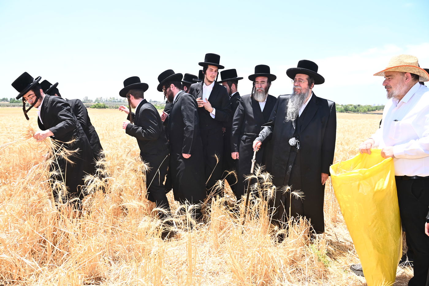 האדמו"ר משבט הלוי בקצירת חיטים