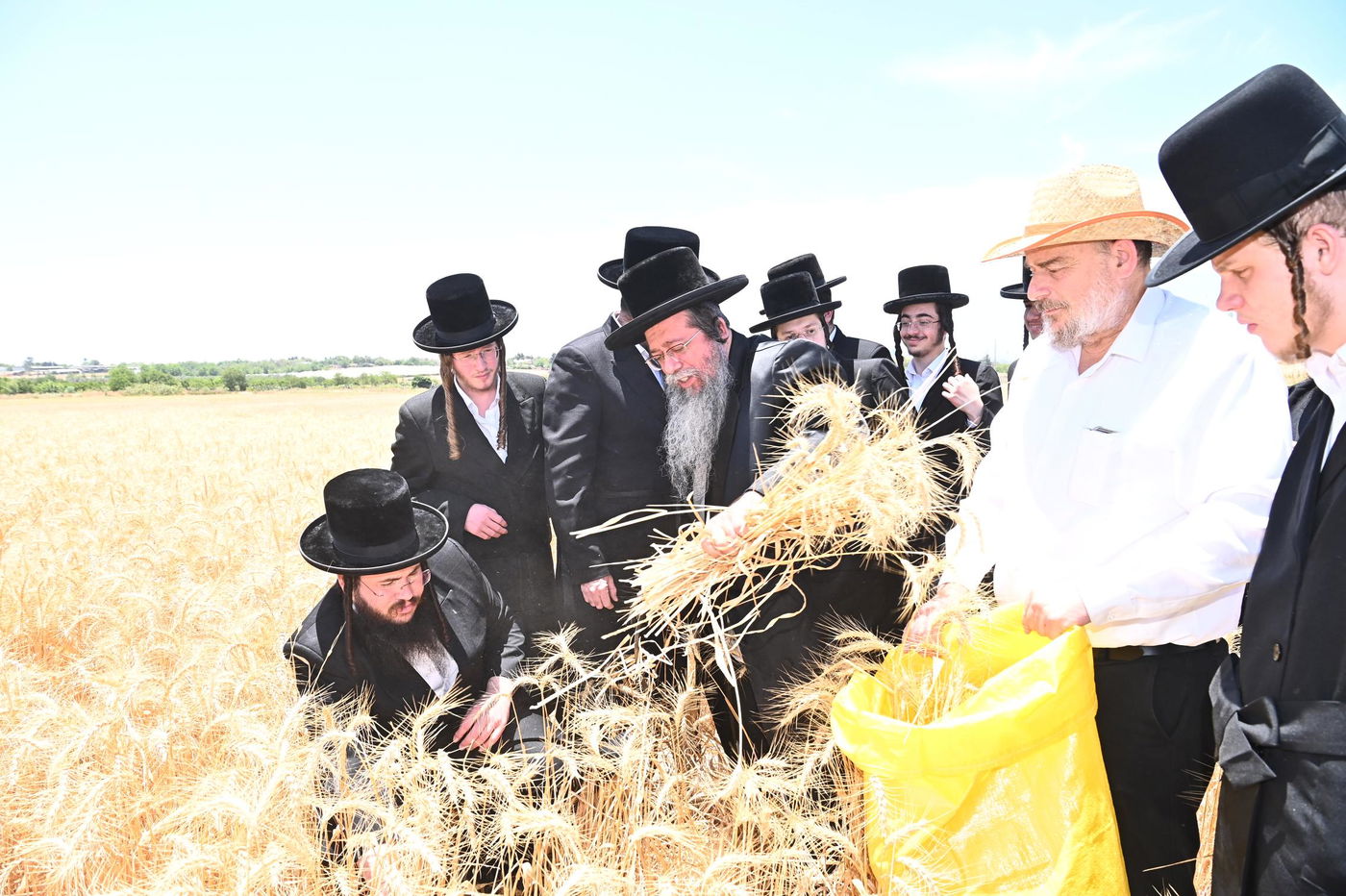 האדמו"ר משבט הלוי בקצירת חיטים