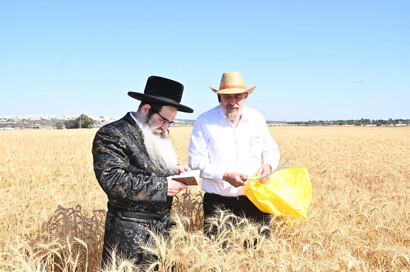 האדמו"ר מנדבורנה אלעד בקצירת חיטים