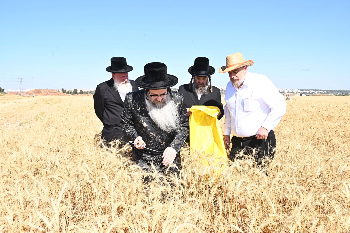 האדמו"ר מנדבורנה אלעד בקצירת חיטים