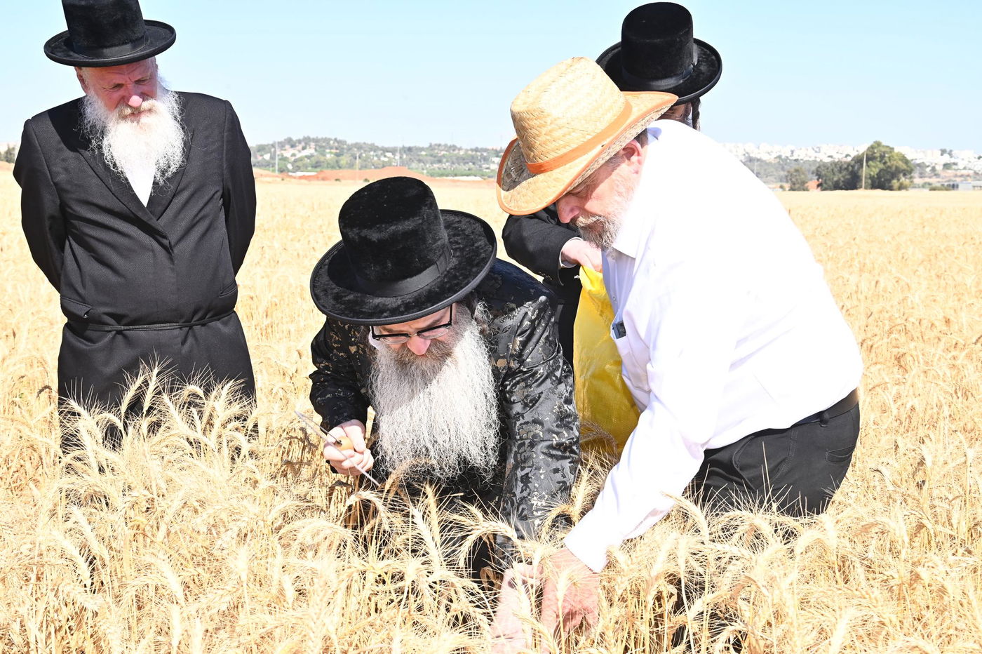 האדמו"ר מנדבורנה אלעד בקצירת חיטים