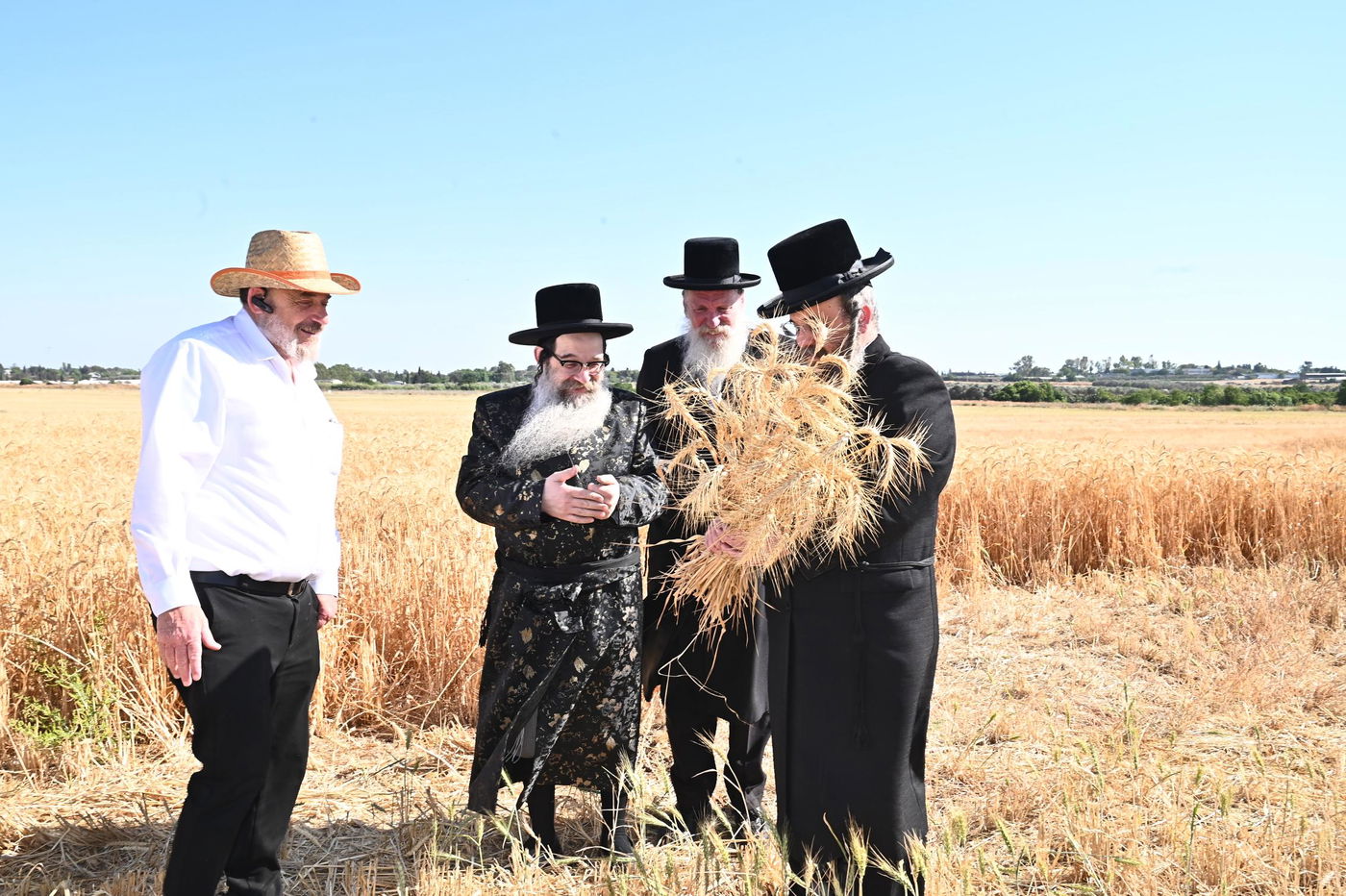 האדמו"ר מנדבורנה אלעד בקצירת חיטים