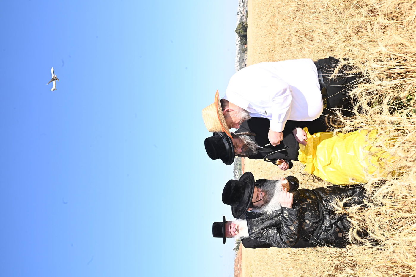 האדמו"ר מנדבורנה אלעד בקצירת חיטים