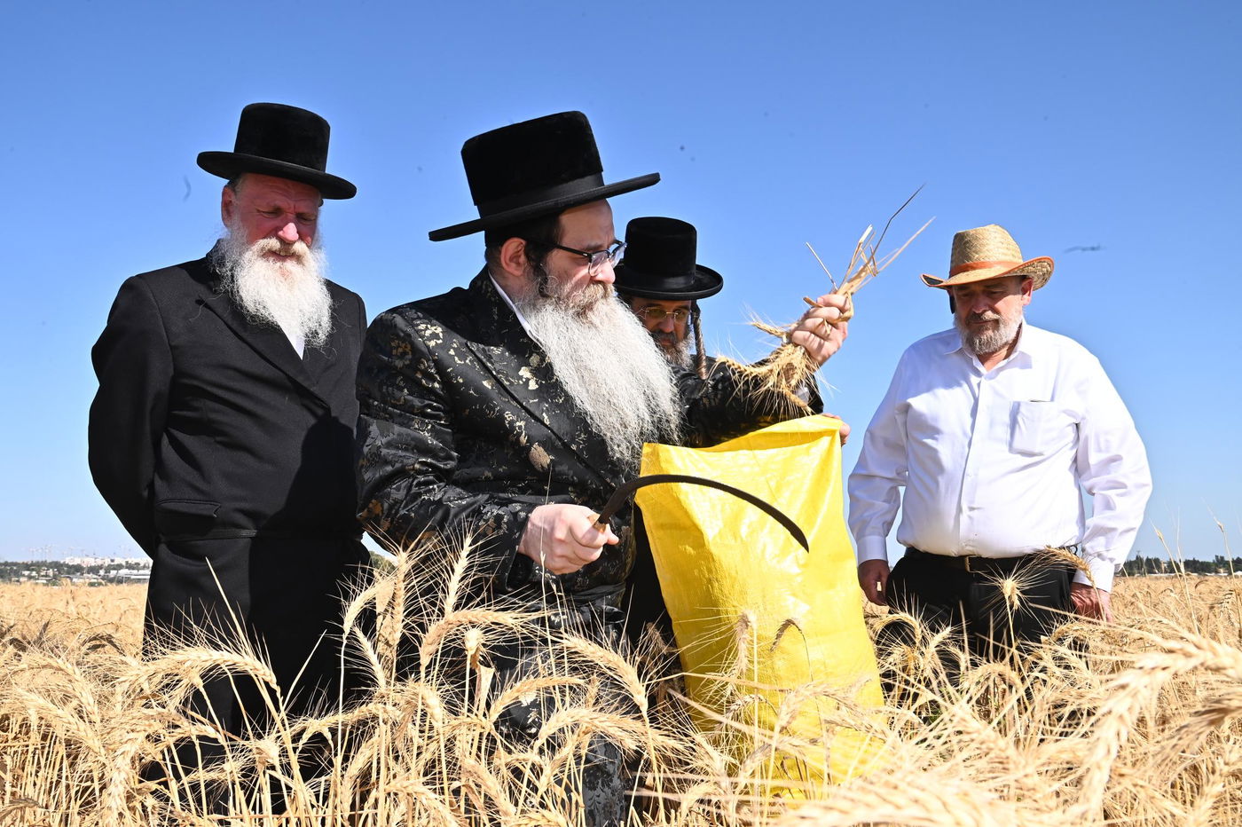 האדמו"ר מנדבורנה אלעד בקצירת חיטים