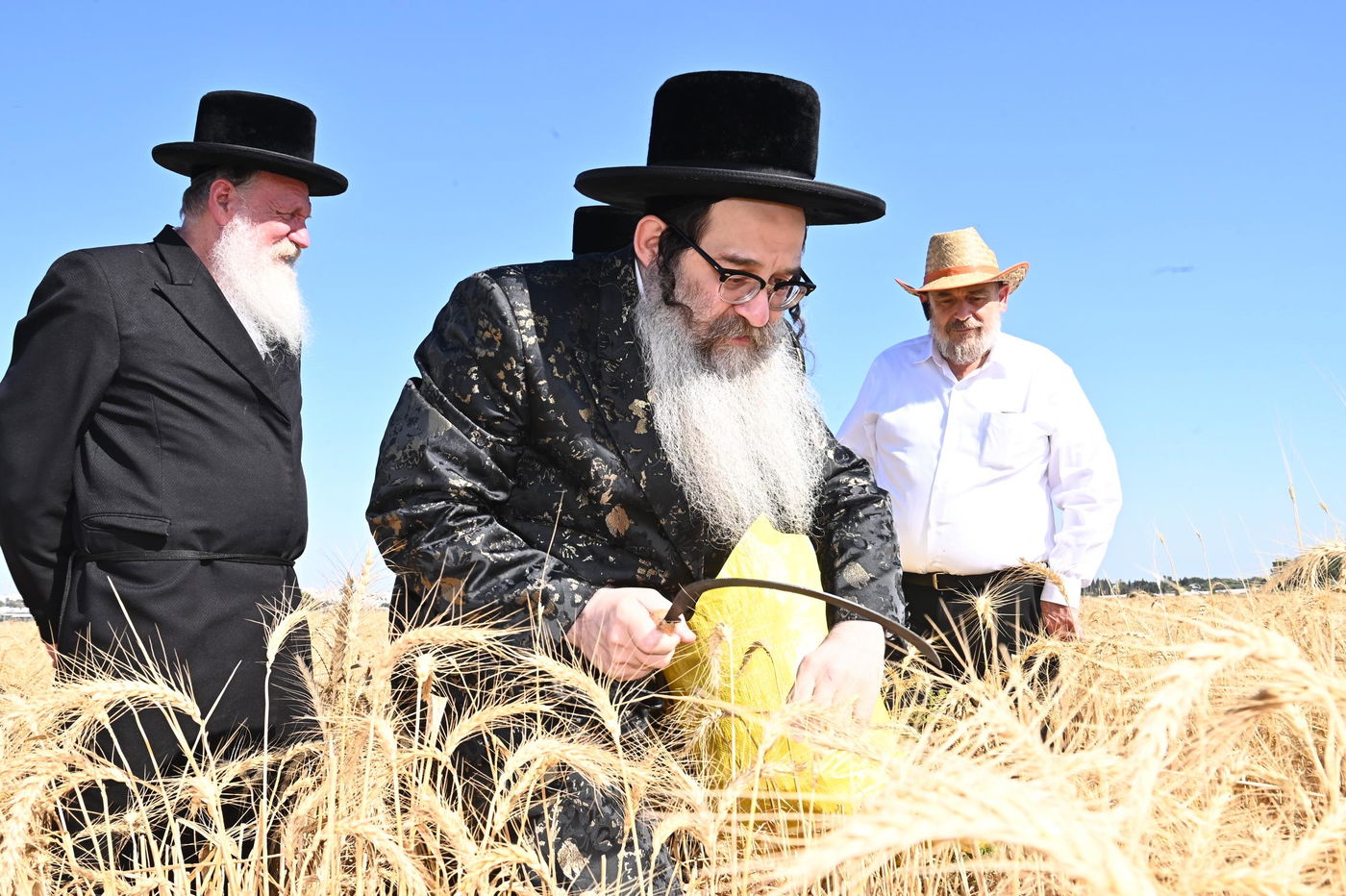 האדמו"ר מנדבורנה אלעד בקצירת חיטים