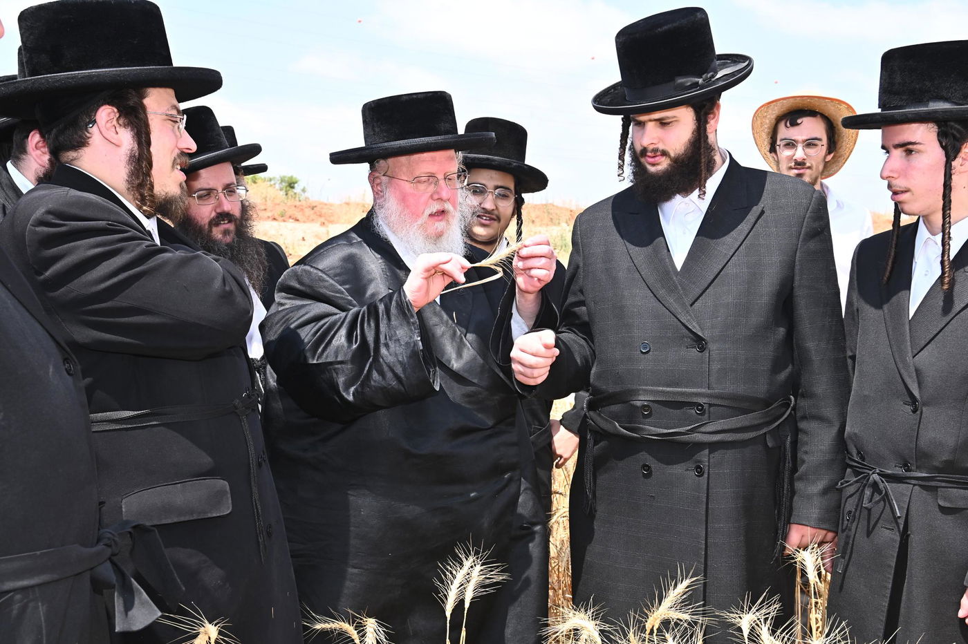 האדמו"ר מסאסוב בקצירת חיטים