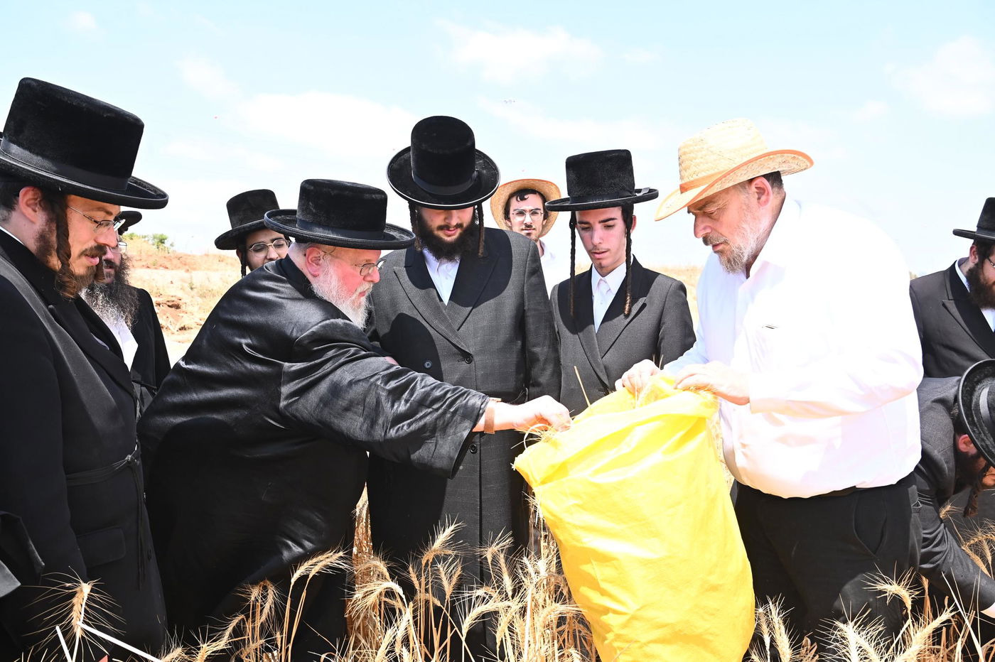 האדמו"ר מסאסוב בקצירת חיטים