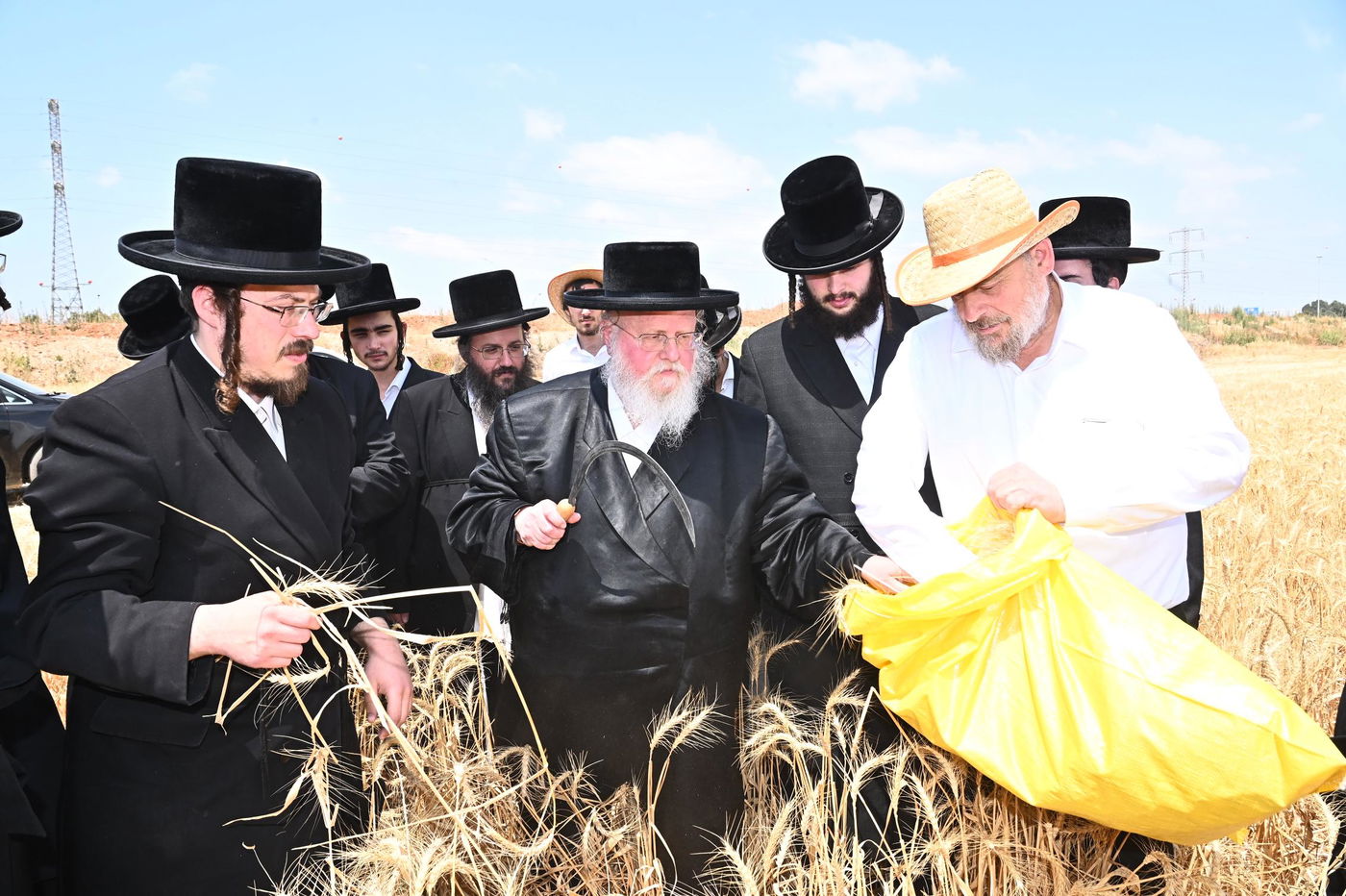 האדמו"ר מסאסוב בקצירת חיטים