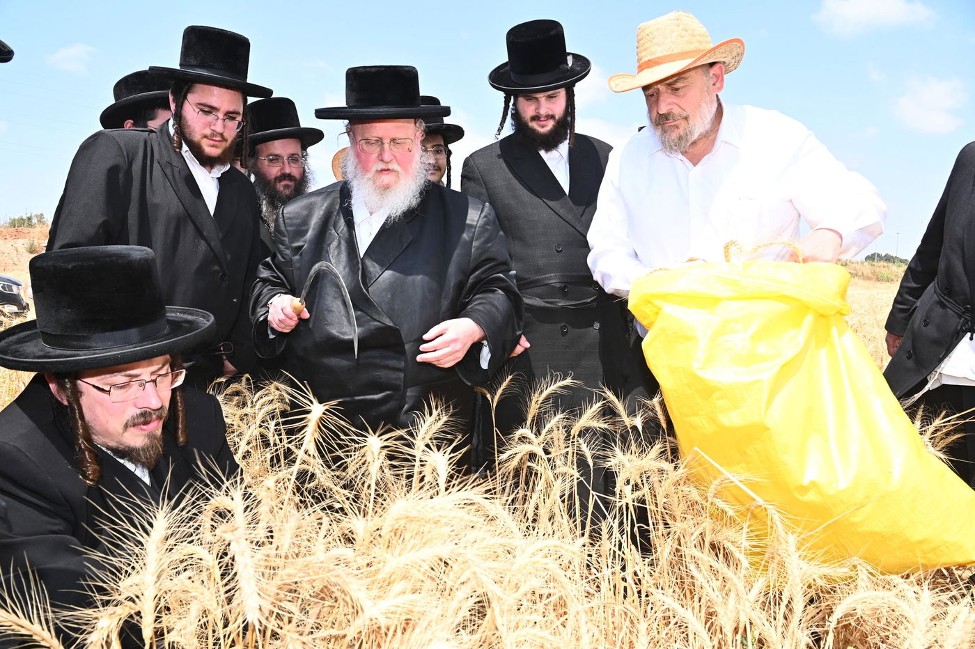 האדמו"ר מסאסוב בקצירת חיטים