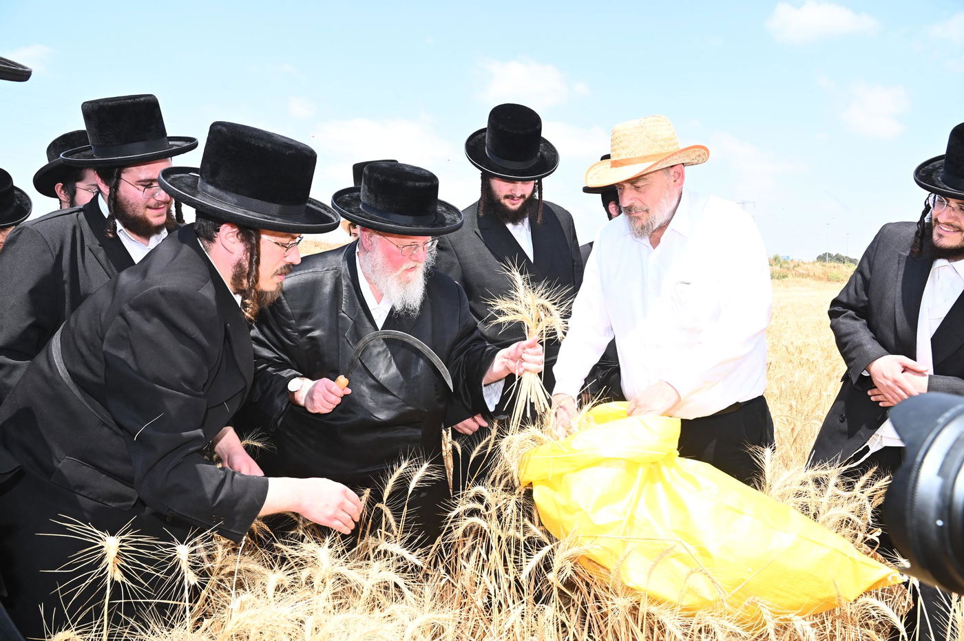 האדמו"ר מסאסוב בקצירת חיטים