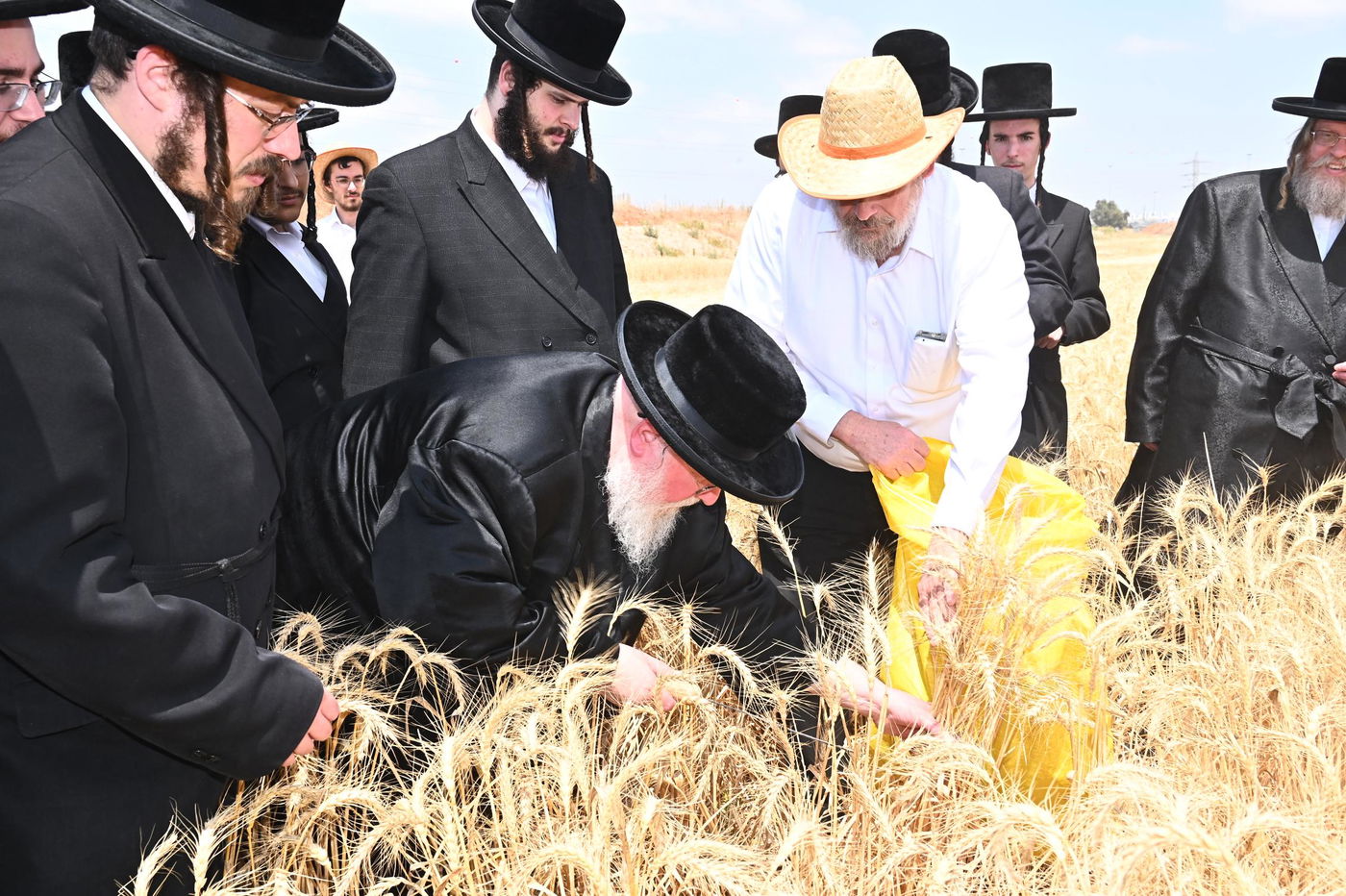 האדמו"ר מסאסוב בקצירת חיטים