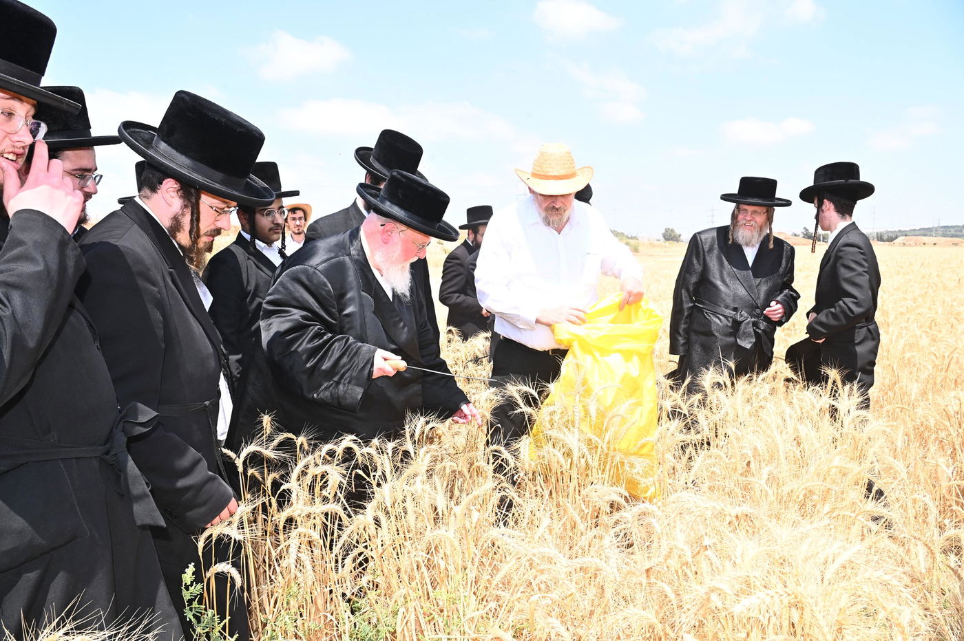 האדמו"ר מסאסוב בקצירת חיטים