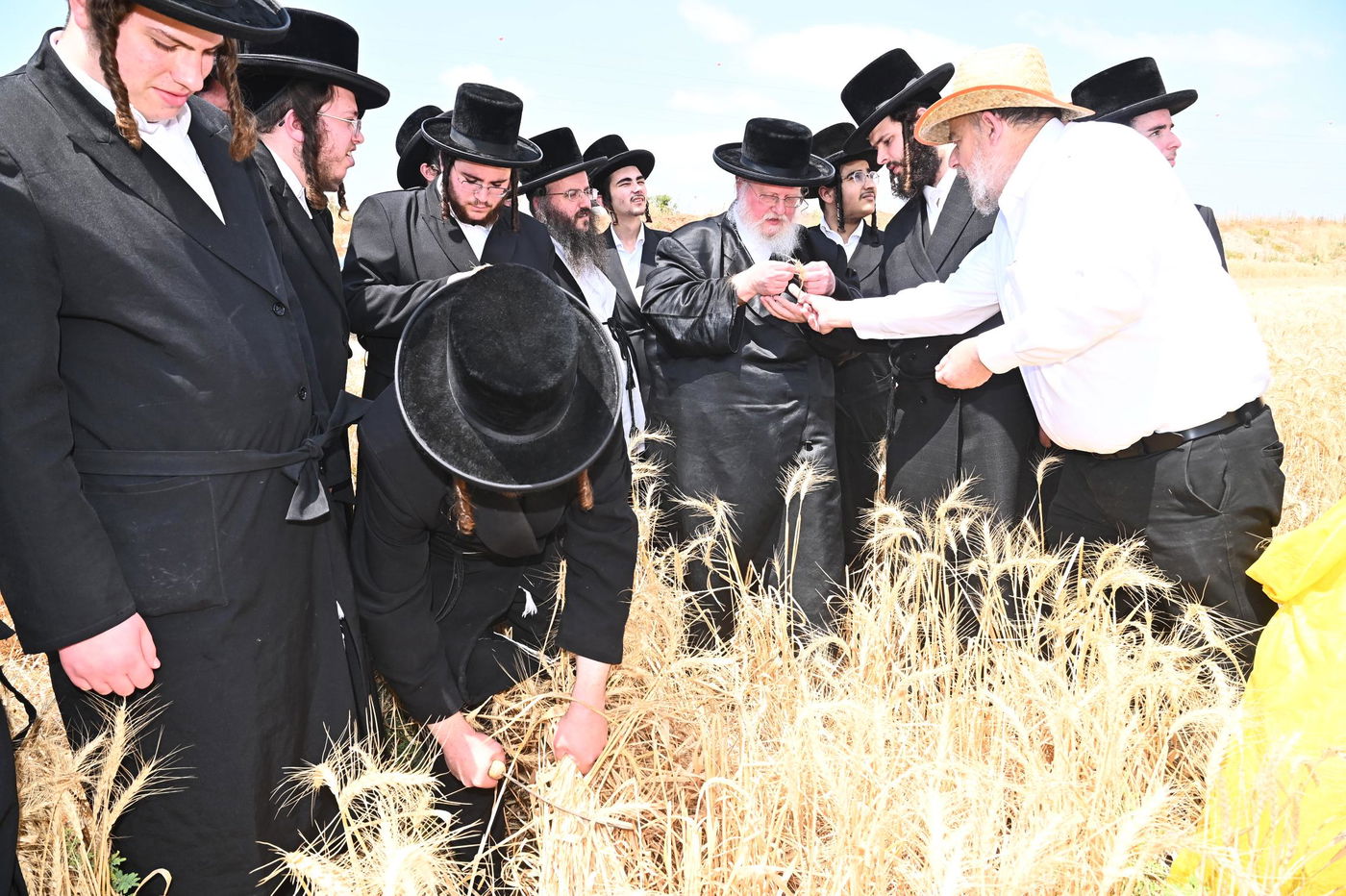 האדמו"ר מסאסוב בקצירת חיטים