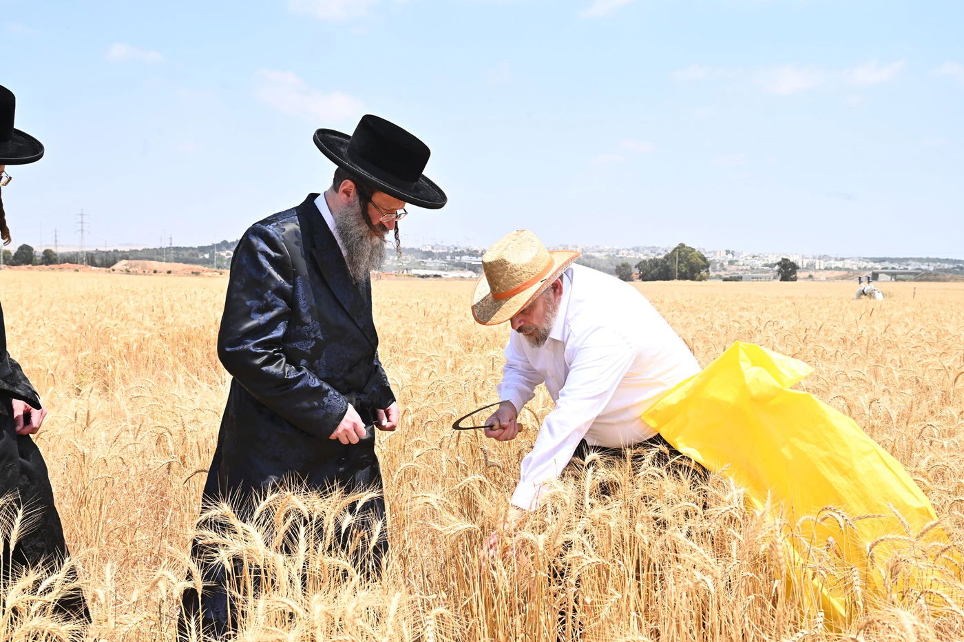 האדמו"ר מביטשקוב בקצירת חיטים