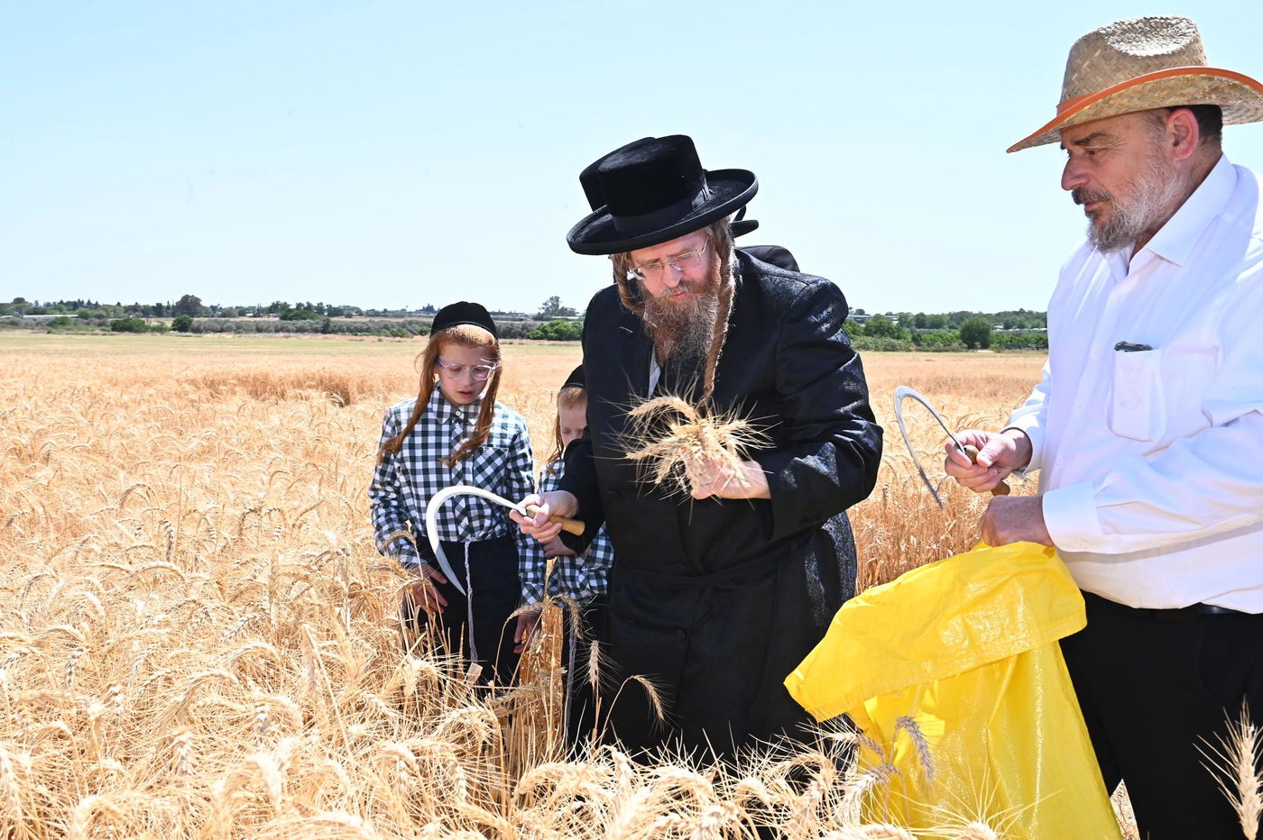 האדמו"ר משומרי אמונים בקצירת חיטים