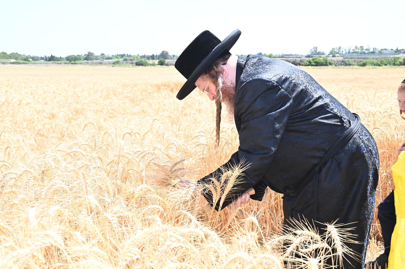 האדמו"ר משומרי אמונים בקצירת חיטים