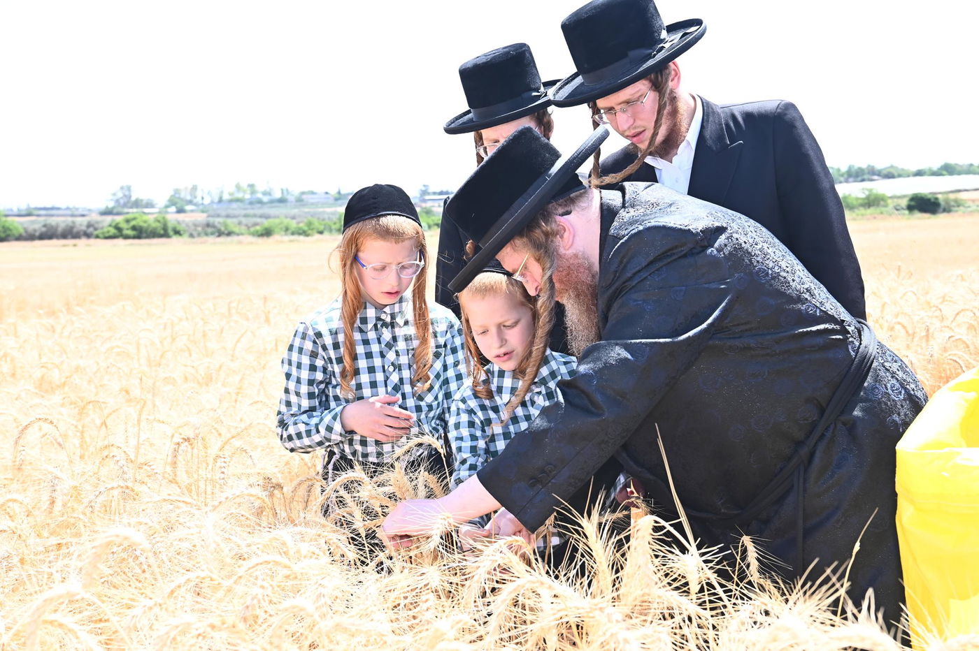 האדמו"ר משומרי אמונים בקצירת חיטים
