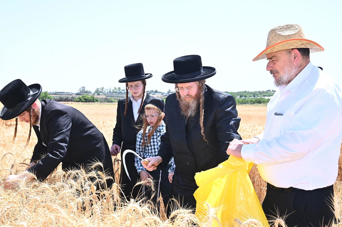 האדמו"ר משומרי אמונים בקצירת חיטים