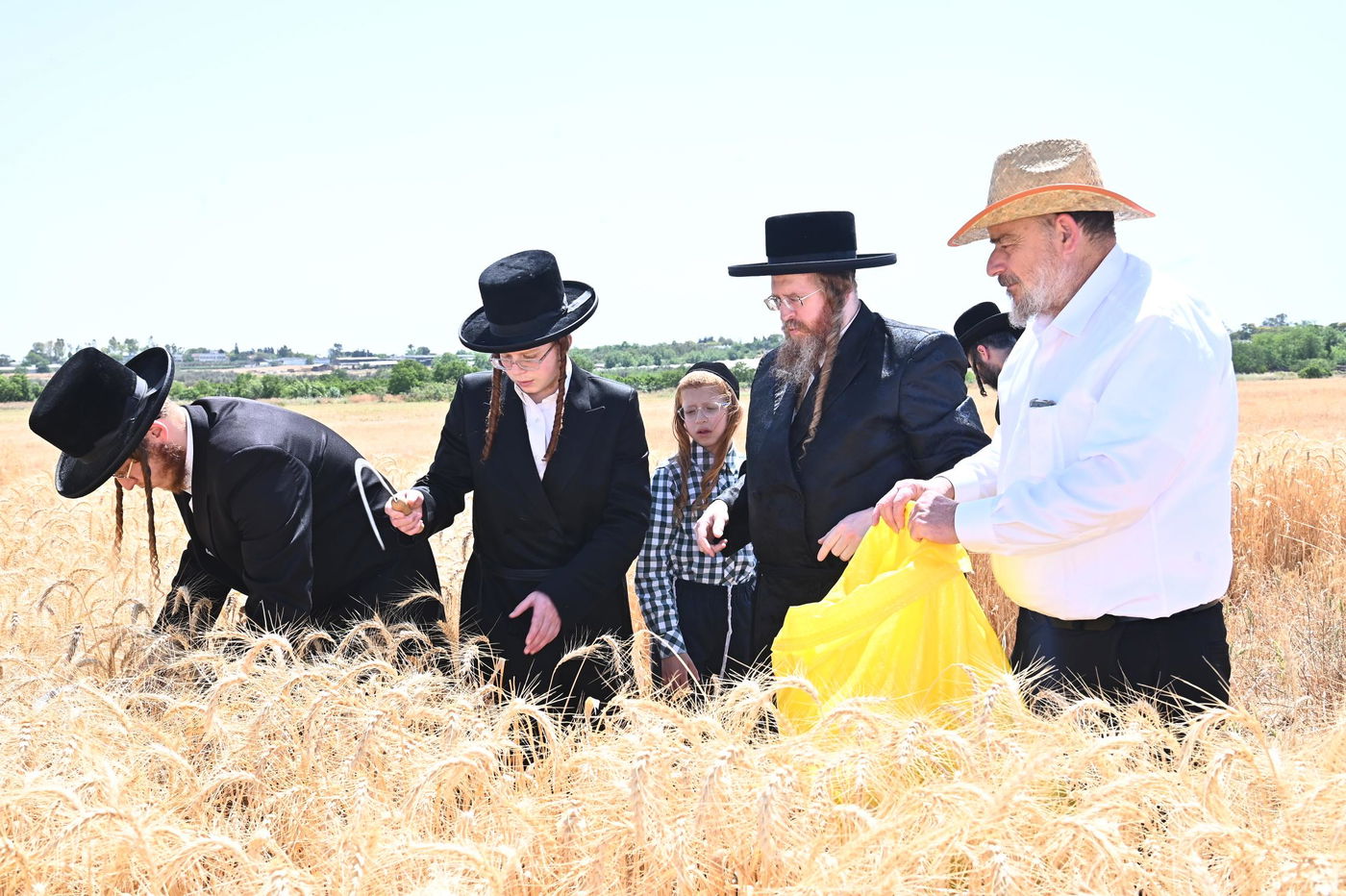 האדמו"ר משומרי אמונים בקצירת חיטים