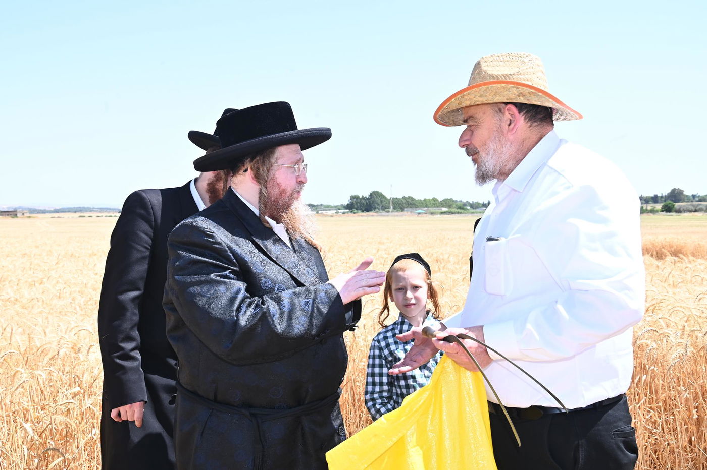 האדמו"ר משומרי אמונים בקצירת חיטים