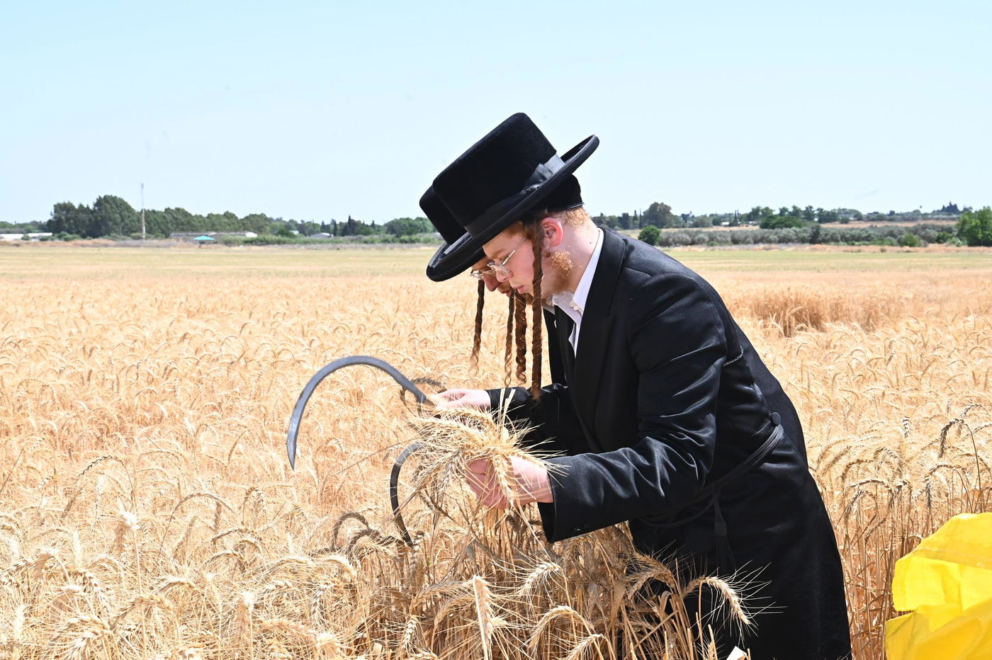 האדמו"ר משומרי אמונים בקצירת חיטים