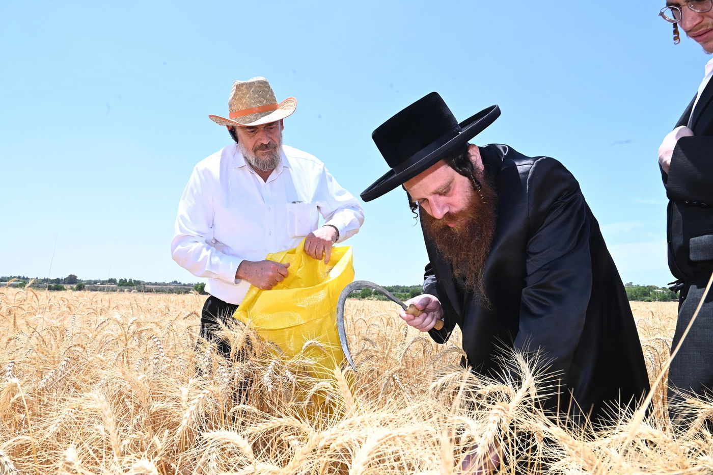 האדמו"ר ממיאלען בקצירת חיטים