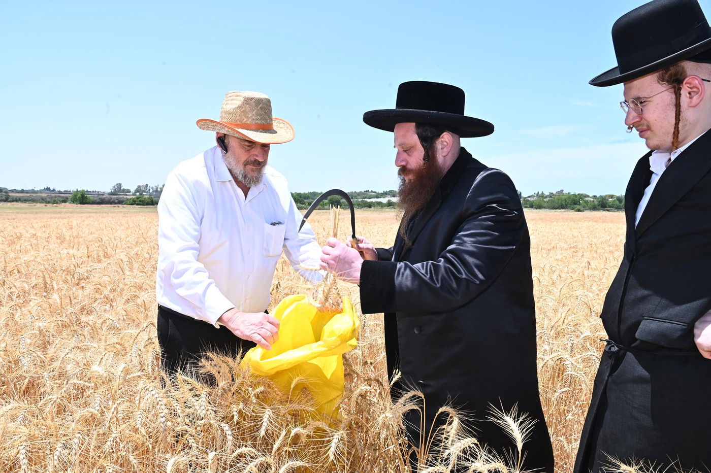 האדמו"ר ממיאלען בקצירת חיטים
