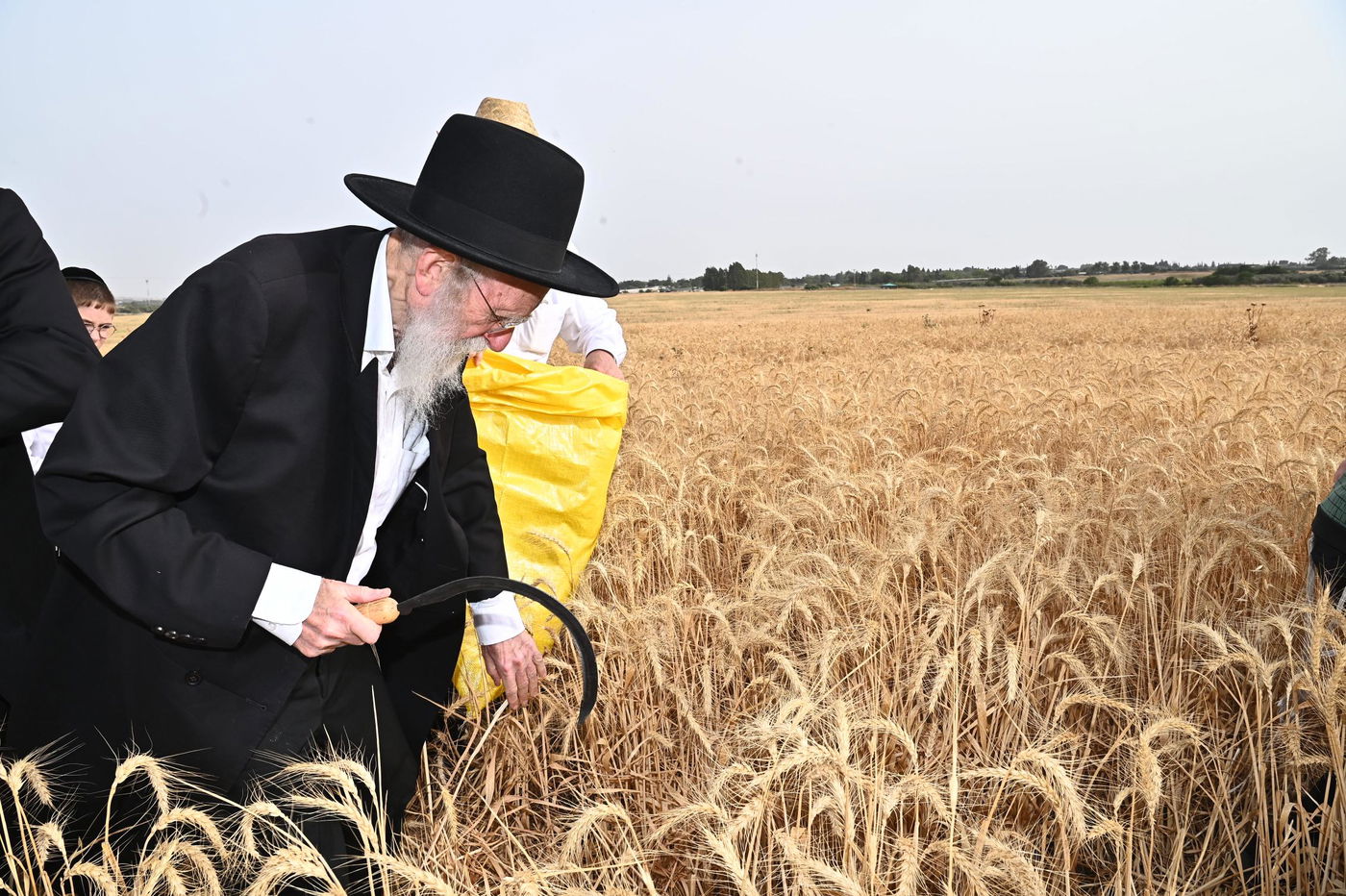 הגר"ש גלאי בקצירת חיטים