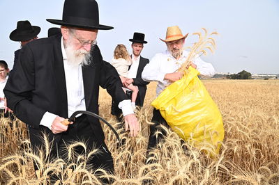 הגר"ש גלאי בקצירת חיטים