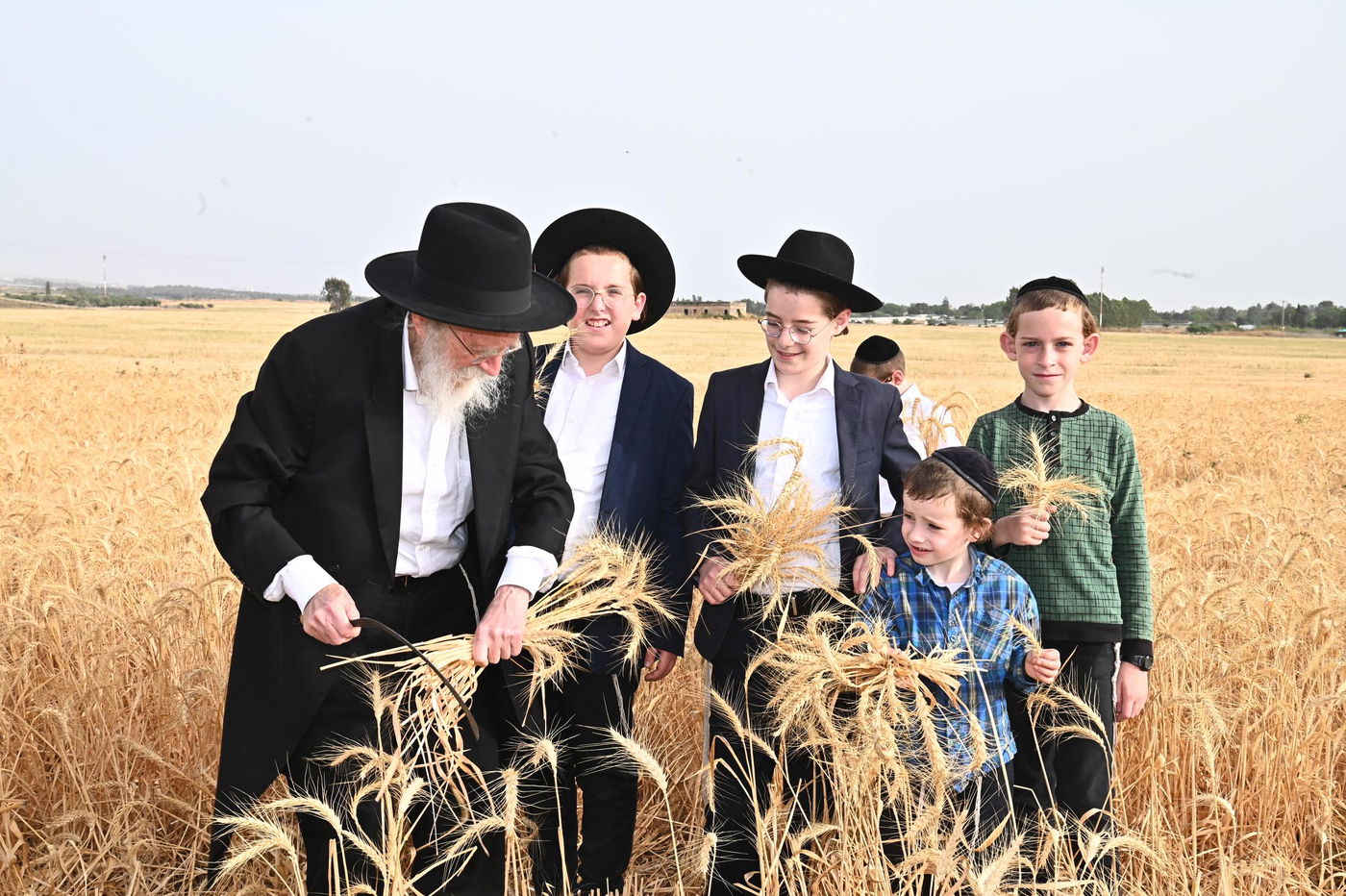 הגר"ש גלאי בקצירת חיטים