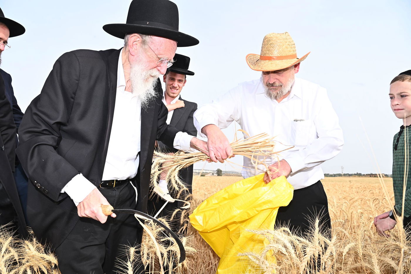 הגר"ש גלאי בקצירת חיטים