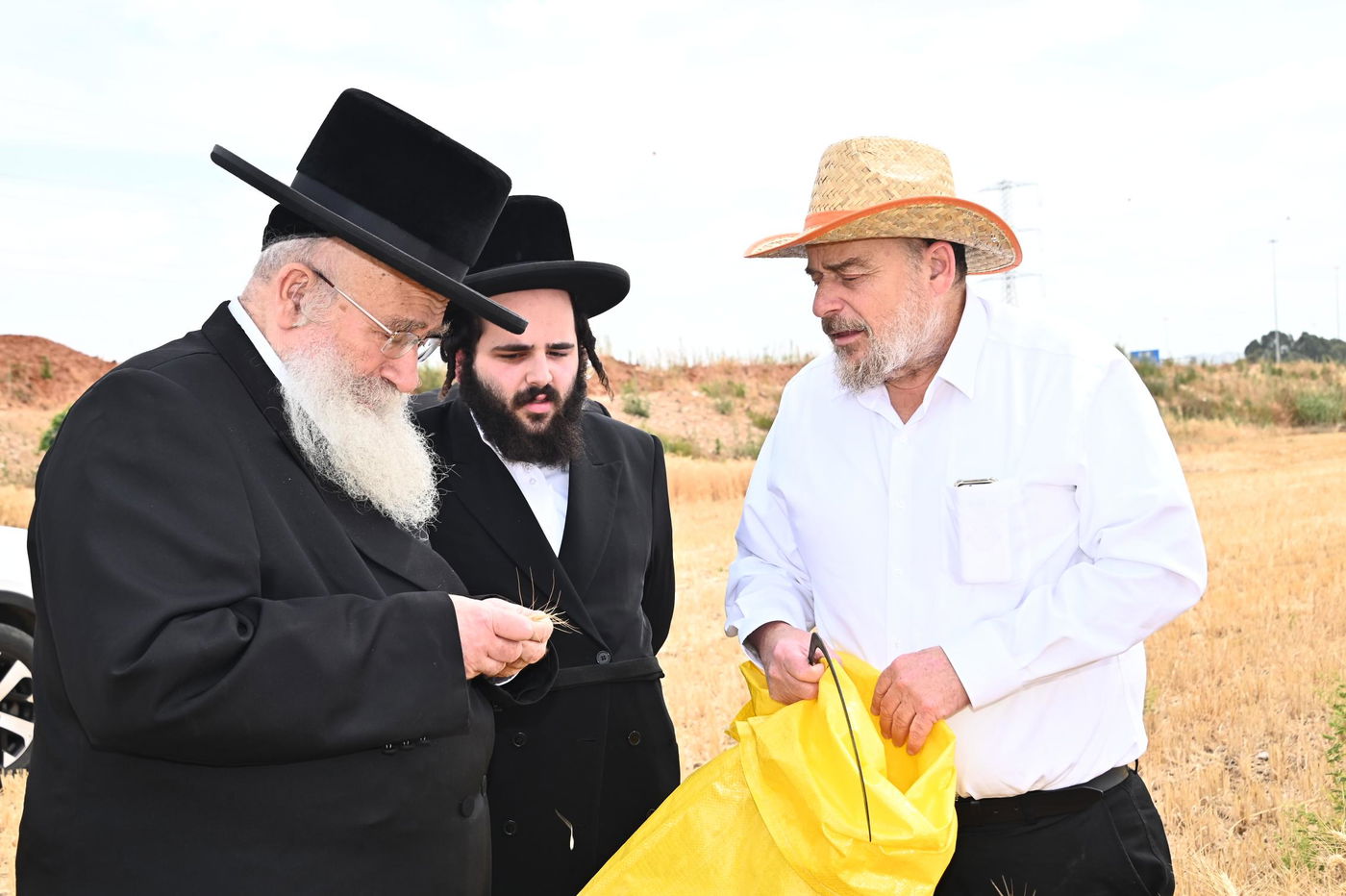 הגרש"א שטרן בקצירת חיטים