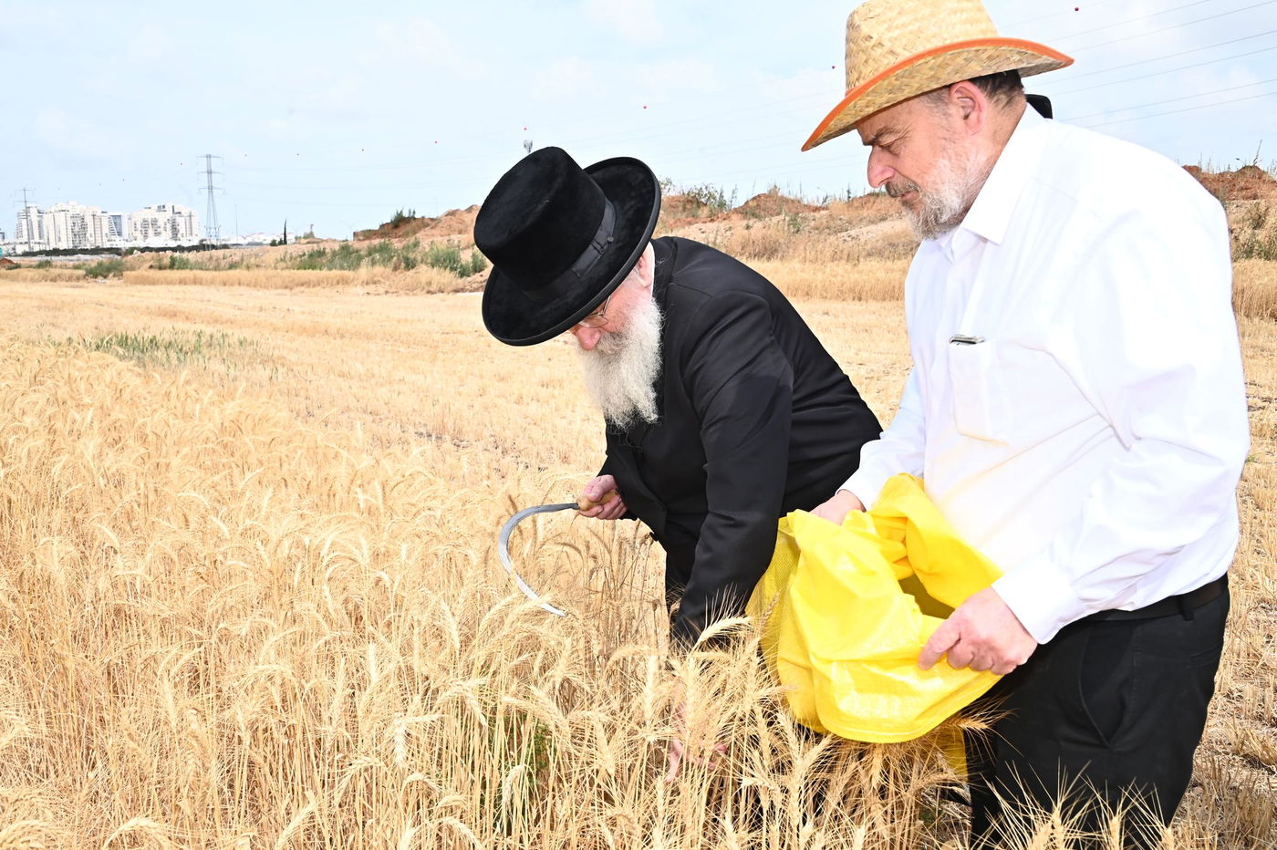 הגרש"א שטרן בקצירת חיטים