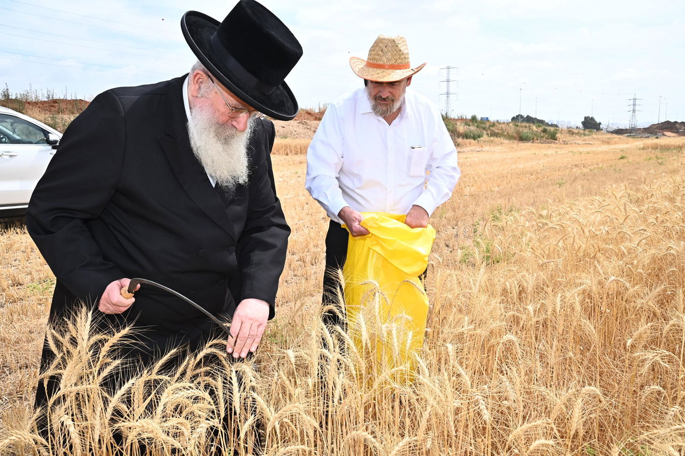 הגרש"א שטרן בקצירת חיטים