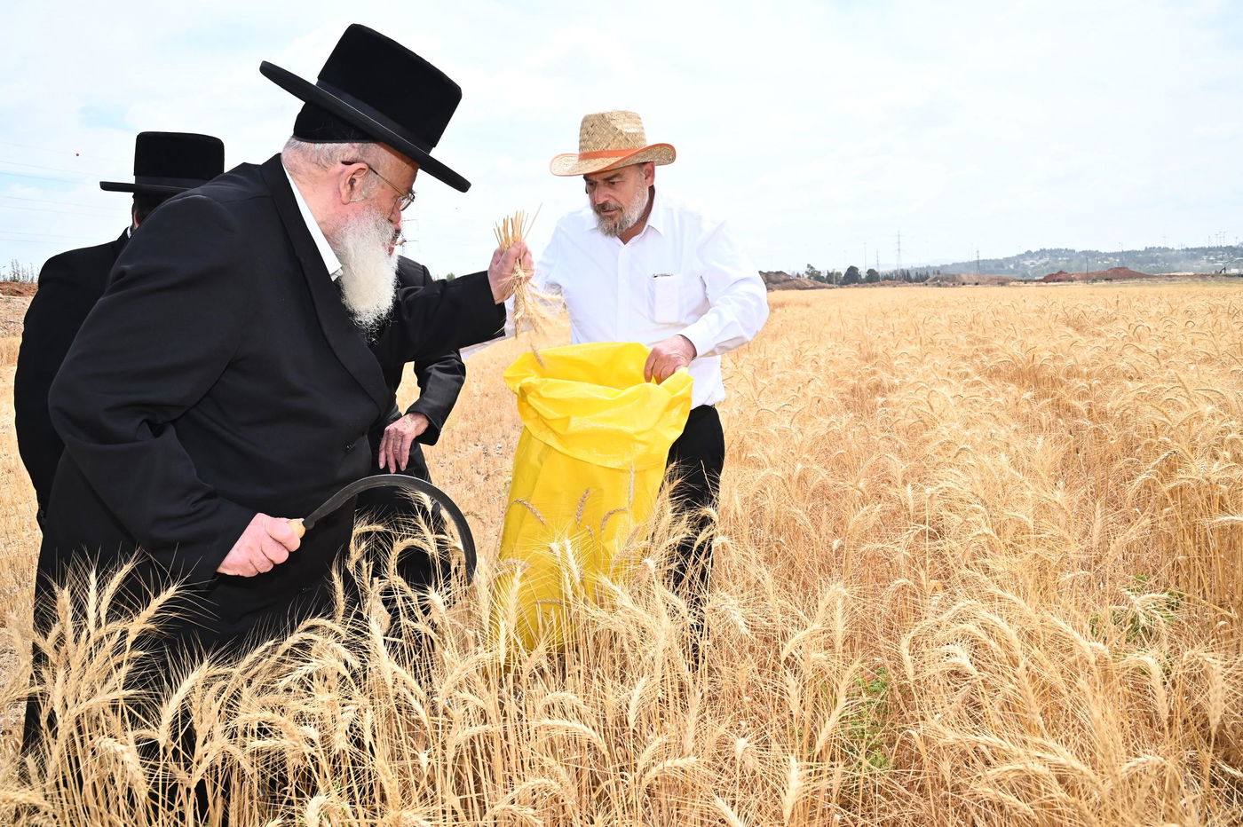 הגרש"א שטרן בקצירת חיטים