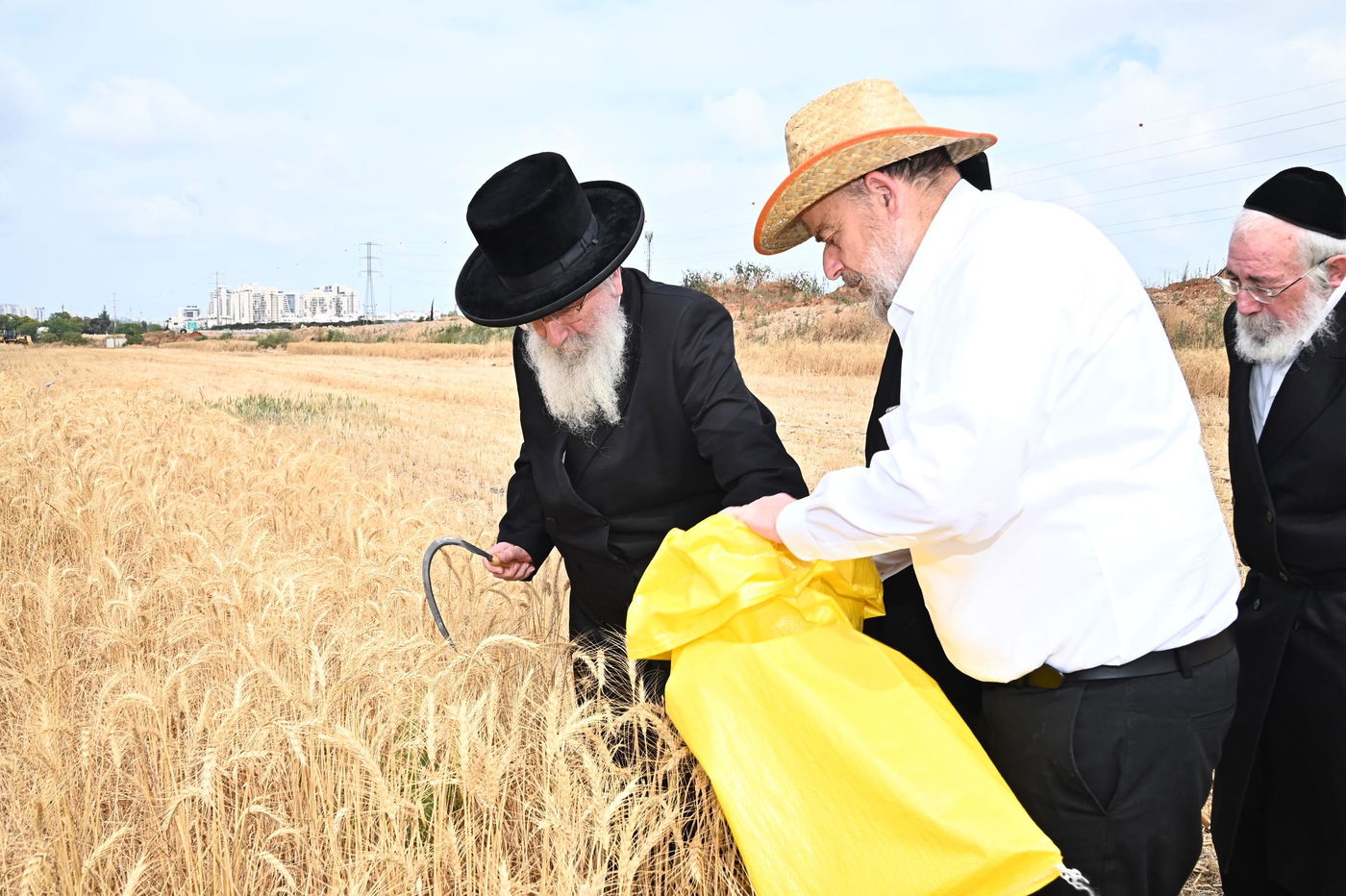 הגרש"א שטרן בקצירת חיטים