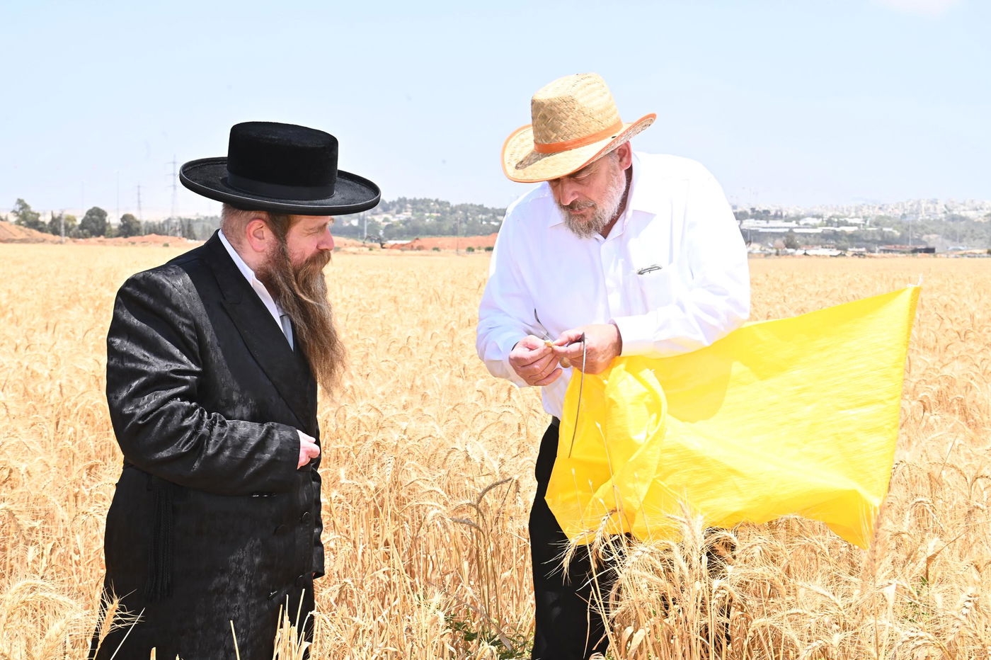 הגה"צ רבי דוד משה רוזנבוים אב"ד קרעטשניף בקצירת חיטים