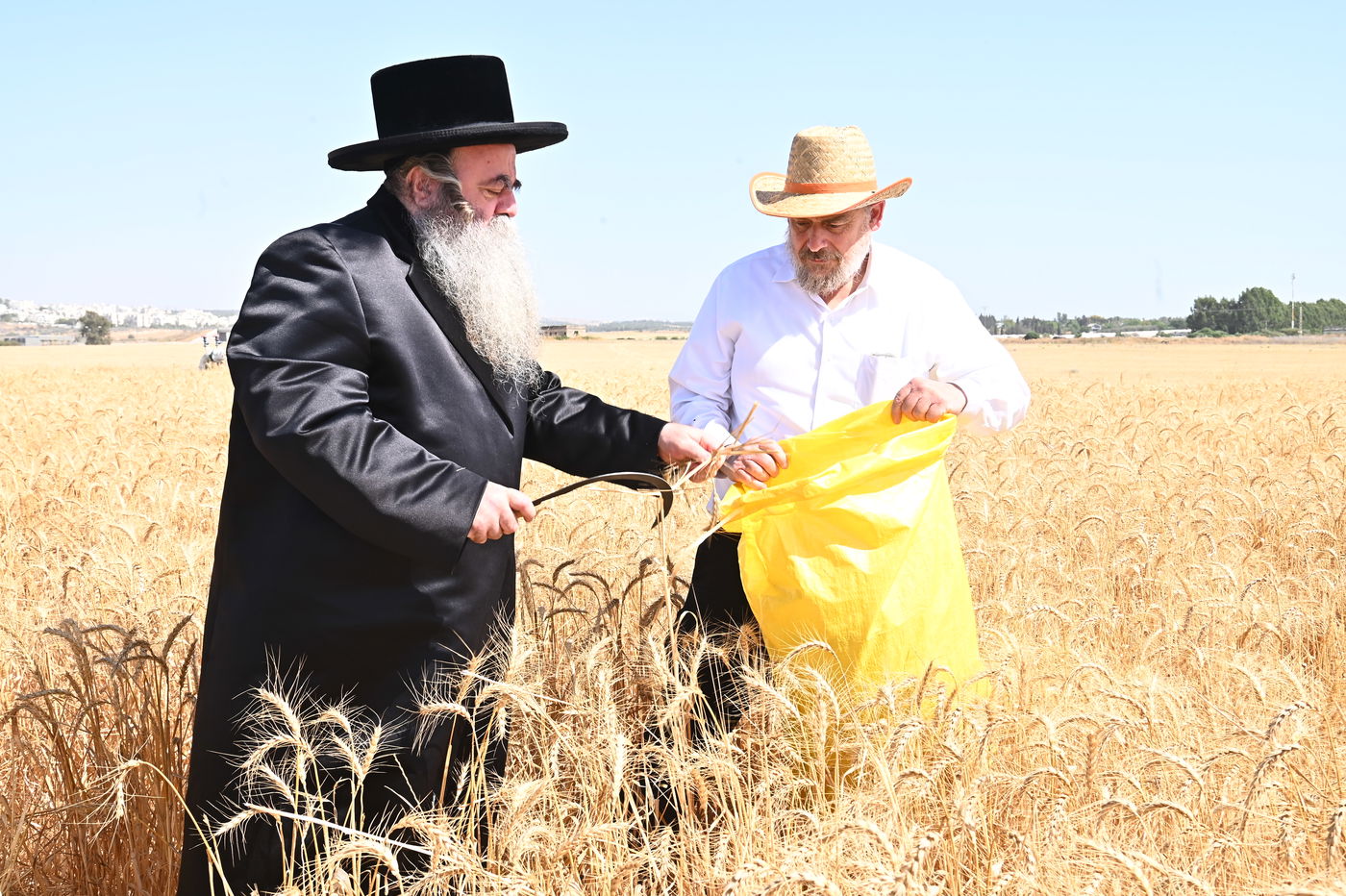 הרה"ג ר' סיני הלברשטאם בקצירת חיטין