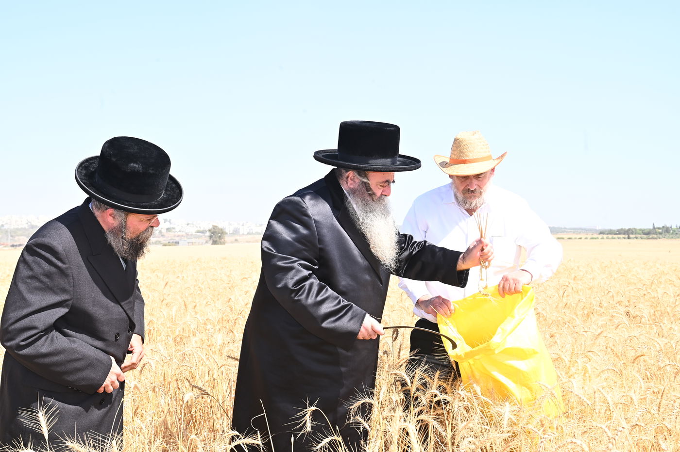 הרה"ג ר' סיני הלברשטאם בקצירת חיטין