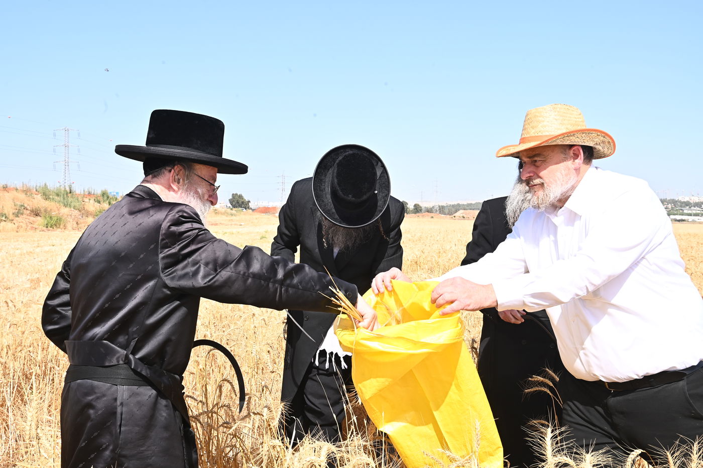 בד"ץ מחזיקי הדת דחסידי בעלזא בקצירת חיטים