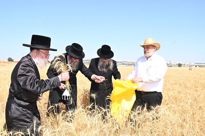 בד"ץ מחזיקי הדת דחסידי בעלזא בקצירת חיטים