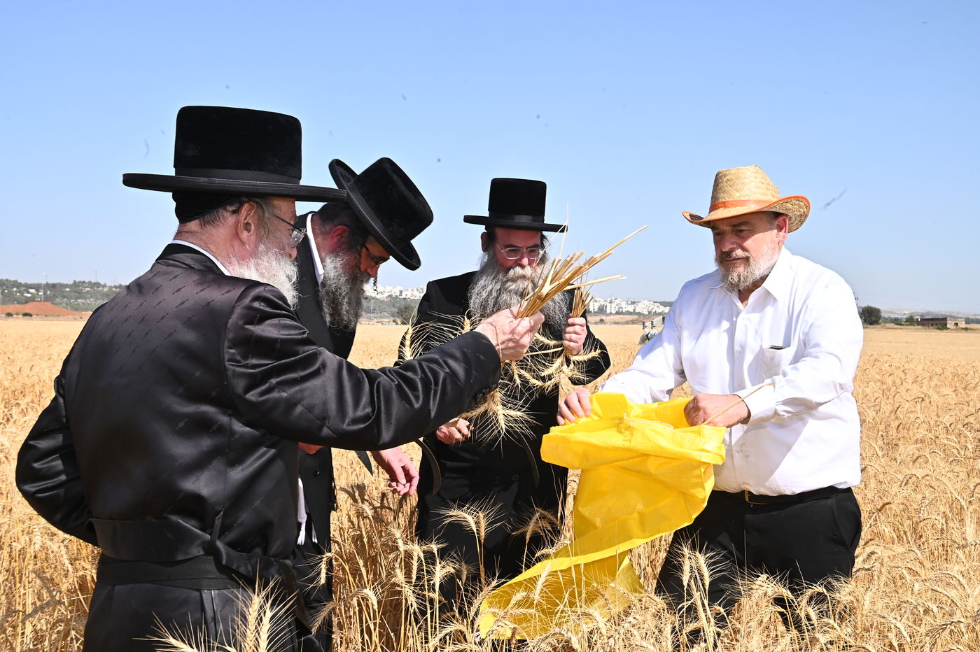 בד"ץ מחזיקי הדת דחסידי בעלזא בקצירת חיטים