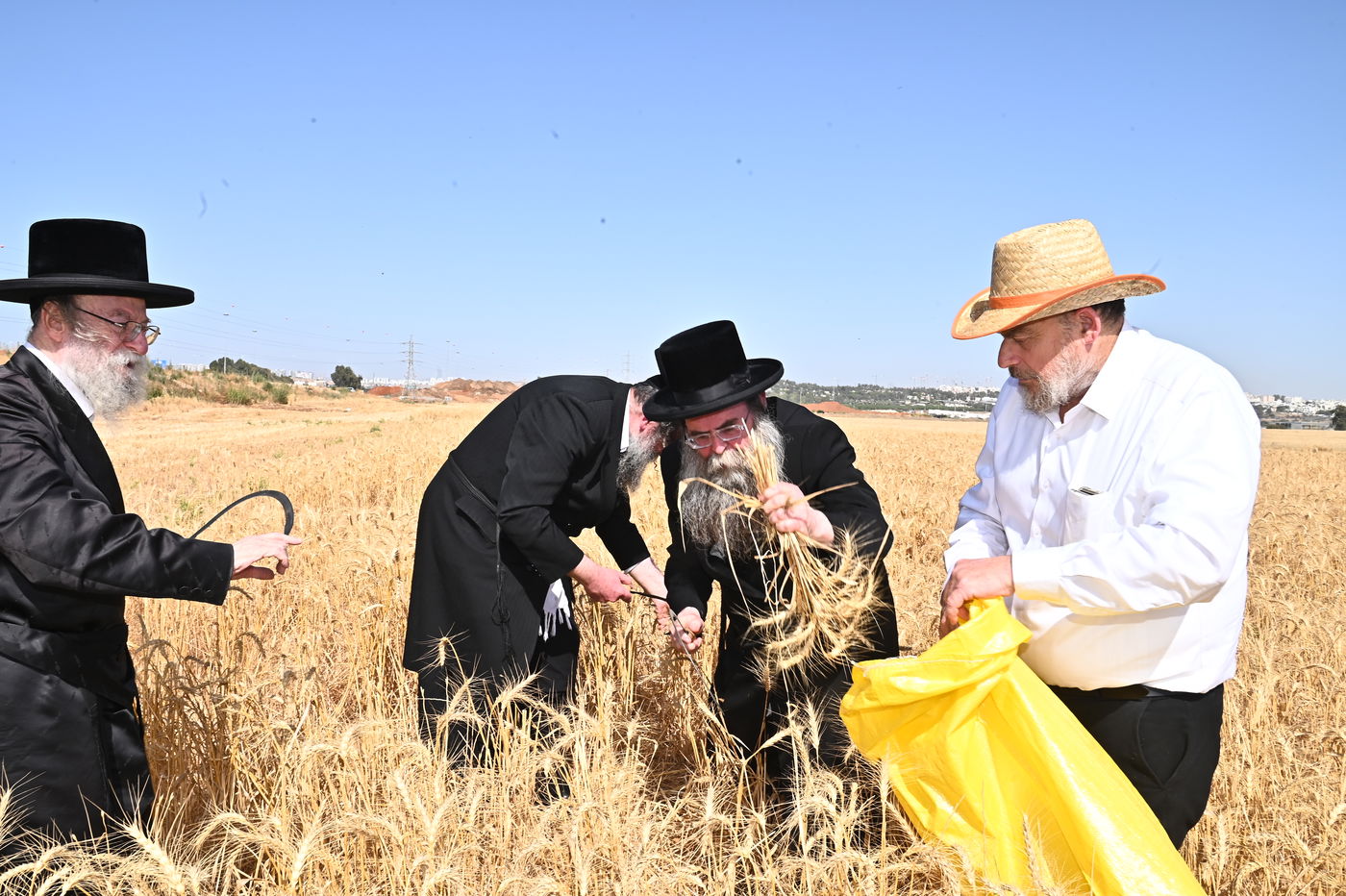 בד"ץ מחזיקי הדת דחסידי בעלזא בקצירת חיטים