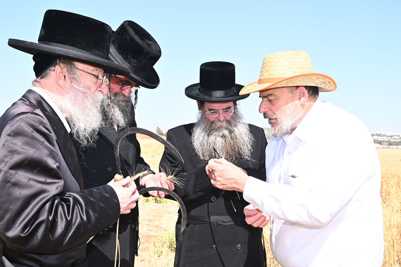 בד"ץ מחזיקי הדת דחסידי בעלזא בקצירת חיטים