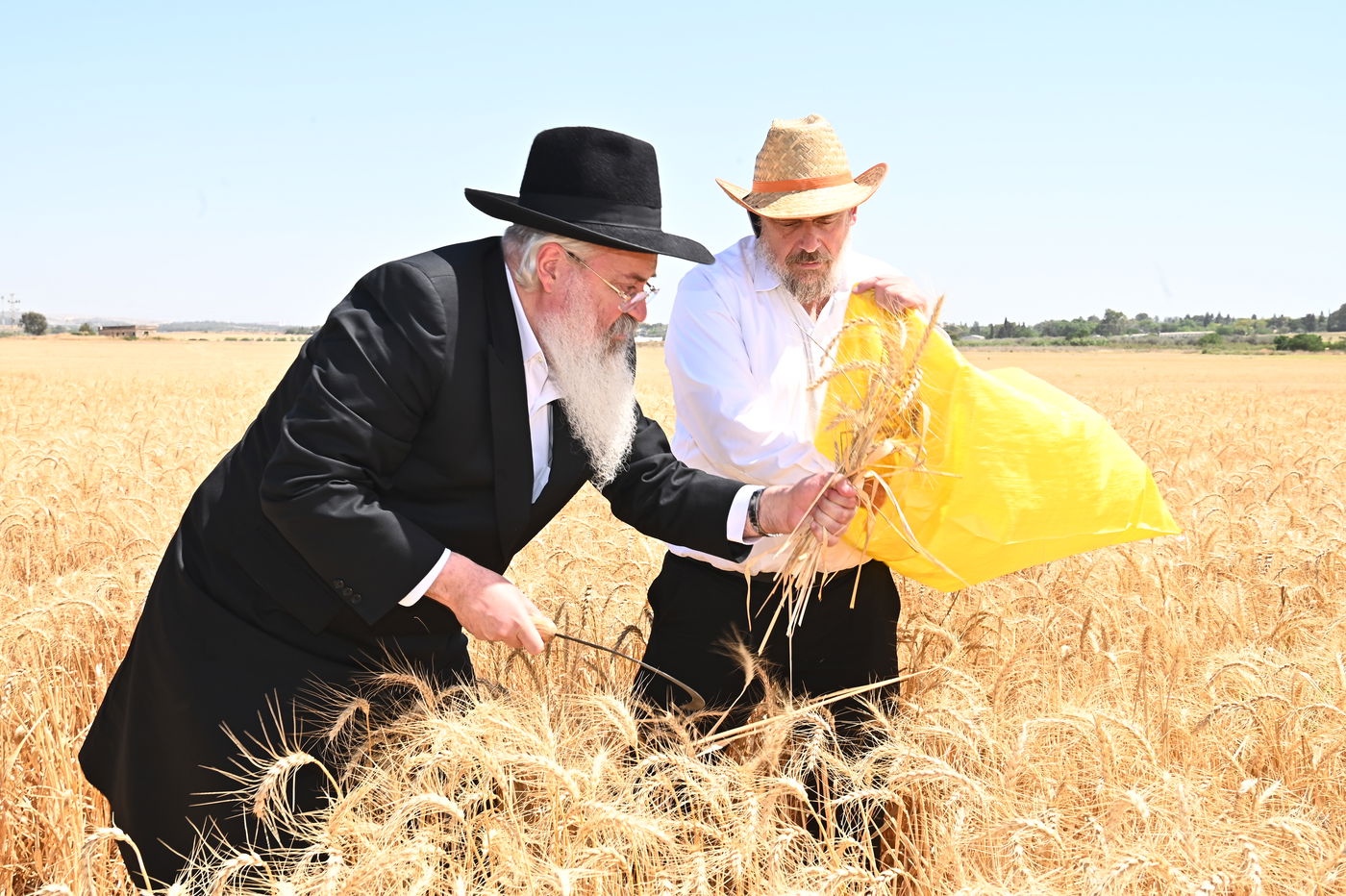 הגה"צ רבי משה אבוחצירא בקצירת חיטין
