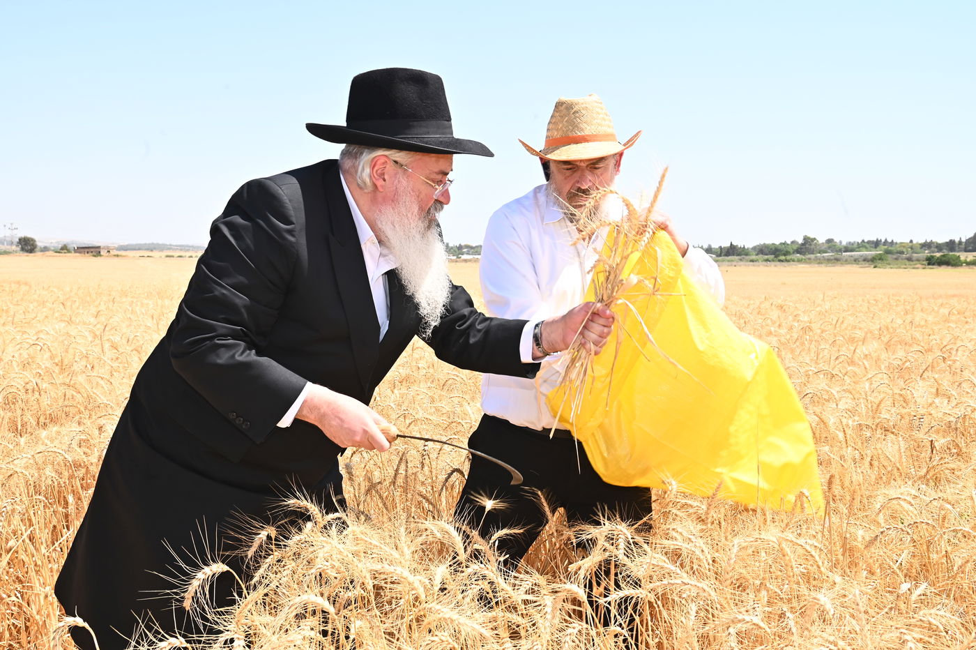 הגה"צ רבי משה אבוחצירא בקצירת חיטין