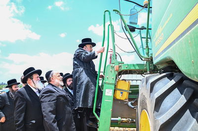 האדמו"ר מלעלוב בקצירת חיטים