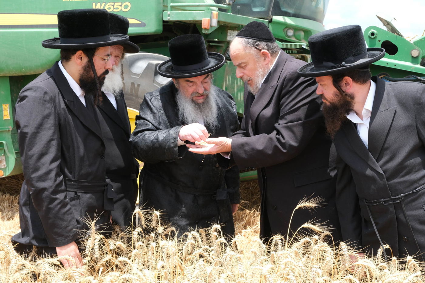 האדמו"ר מלעלוב בקצירת חיטים