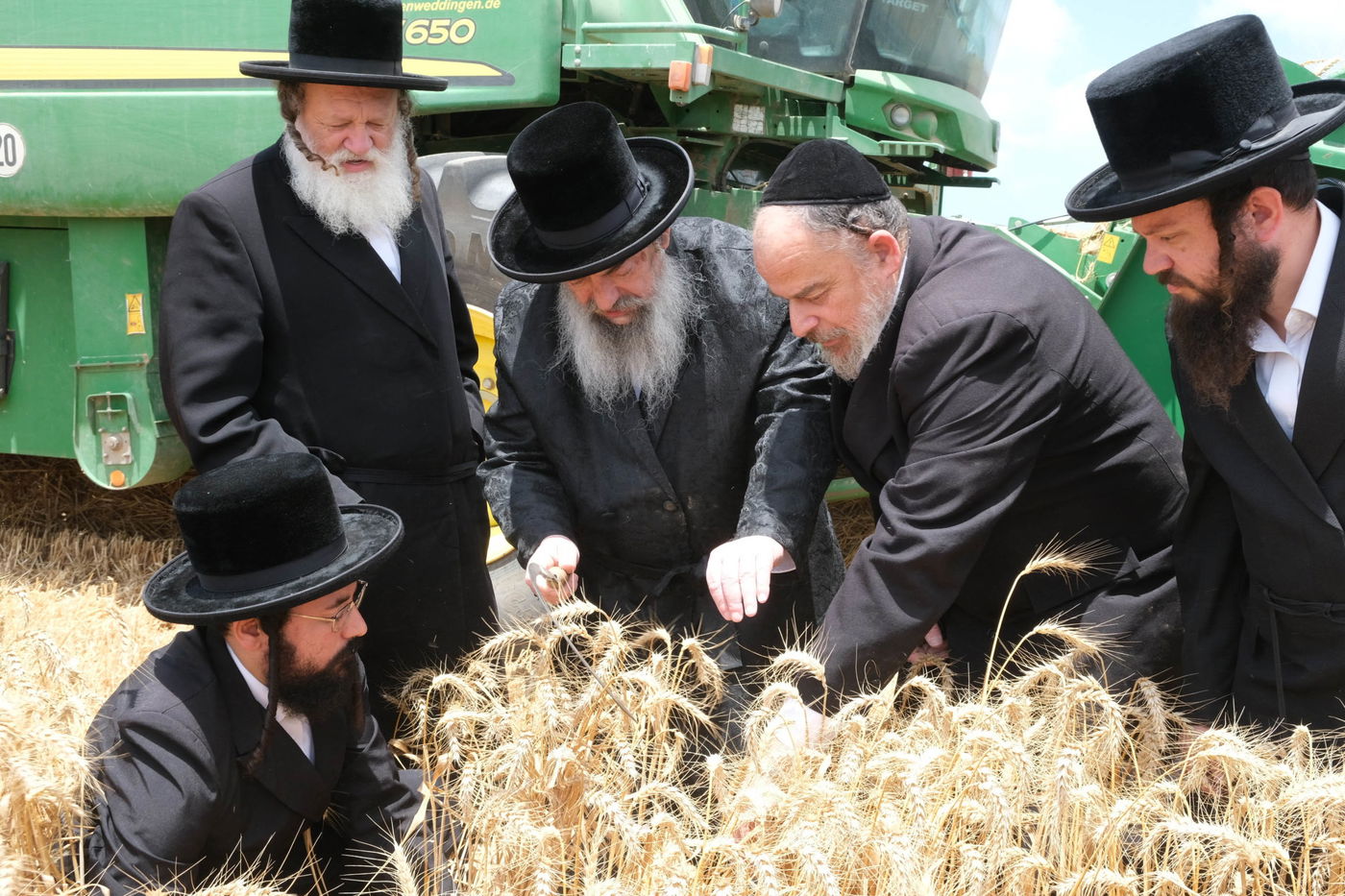 האדמו"ר מלעלוב בקצירת חיטים